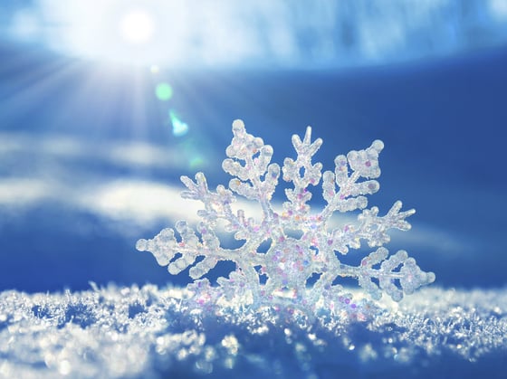 Snow Day At Green Apple